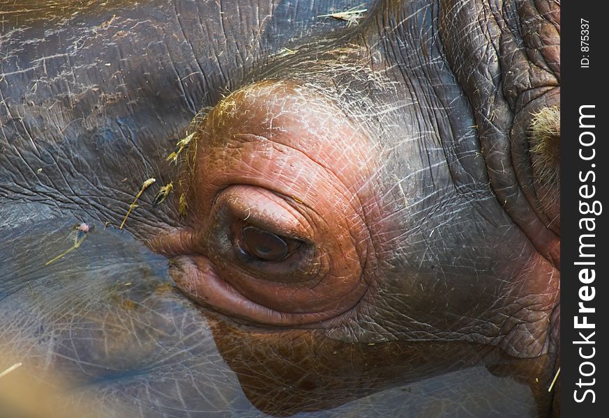 A Hippo's eye. A Hippo's eye.