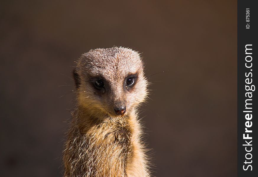 Meerkat trying to outstare. Meerkat trying to outstare.