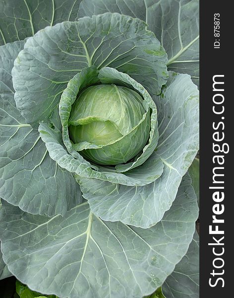 Cabbage (brassica oleracea) plant leaves with the head in the center, still in the garden. Cabbage (brassica oleracea) plant leaves with the head in the center, still in the garden.