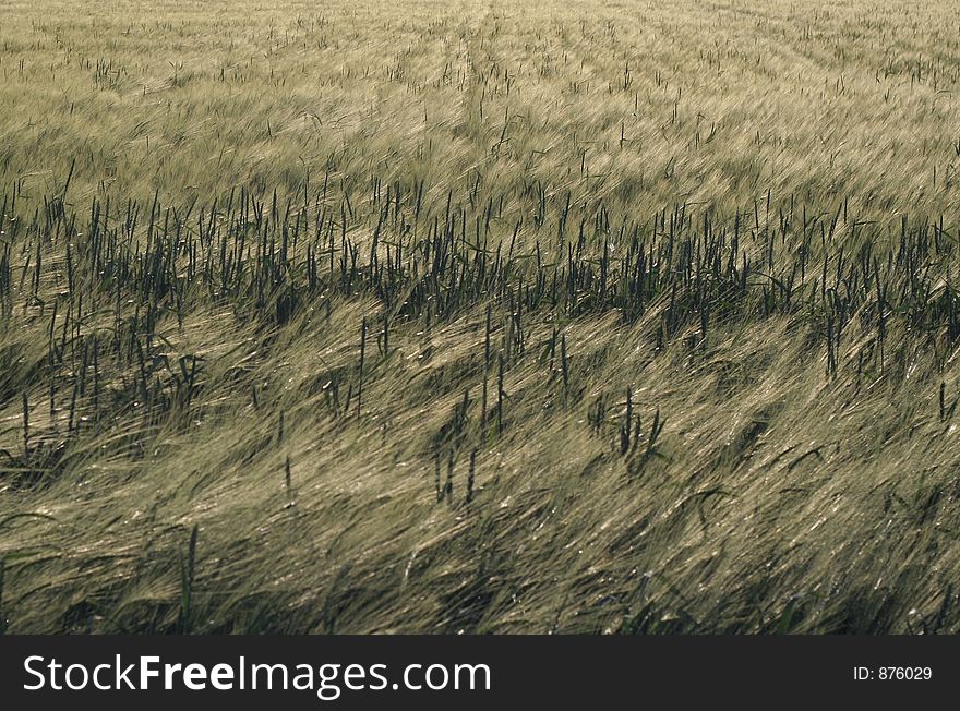 Field of barley texture. Field of barley texture