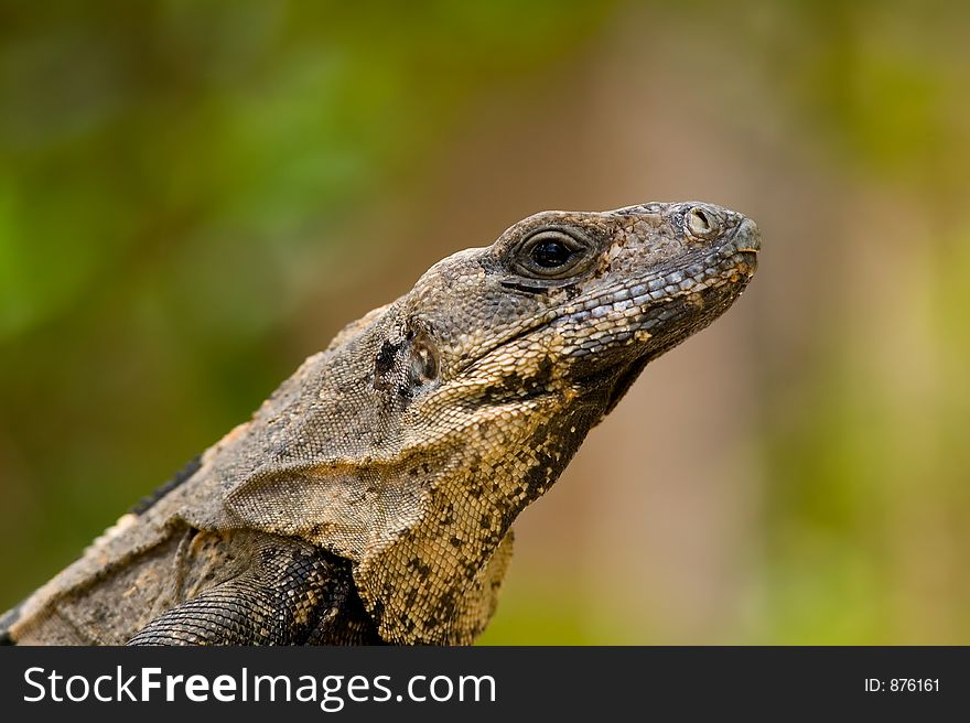 Iguana Portrait