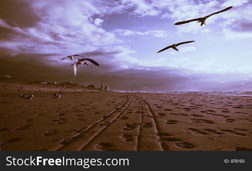 Seagulls on the beach during sunset. Seagulls on the beach during sunset