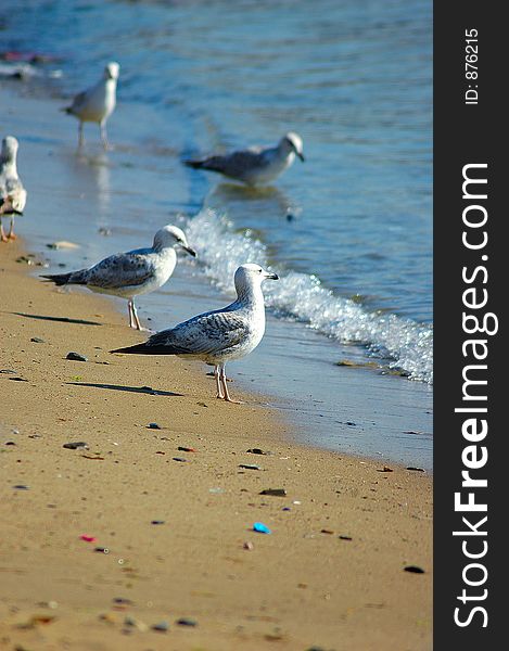 Seagulls resting on the beach
