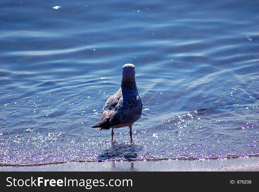 Seagull standing with a shallow depth of field. Full body