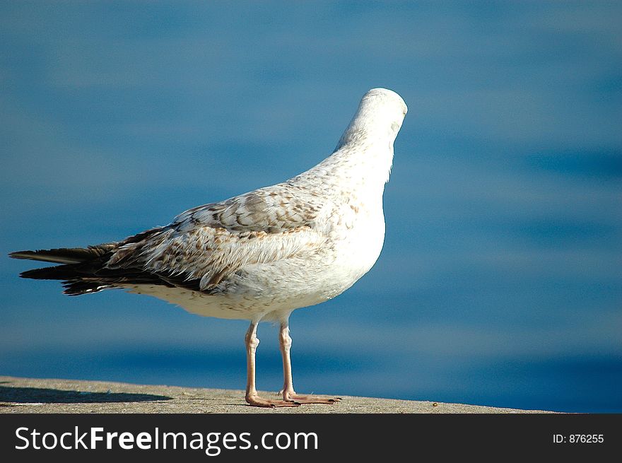 Seagull standing with a shallow depth of field.