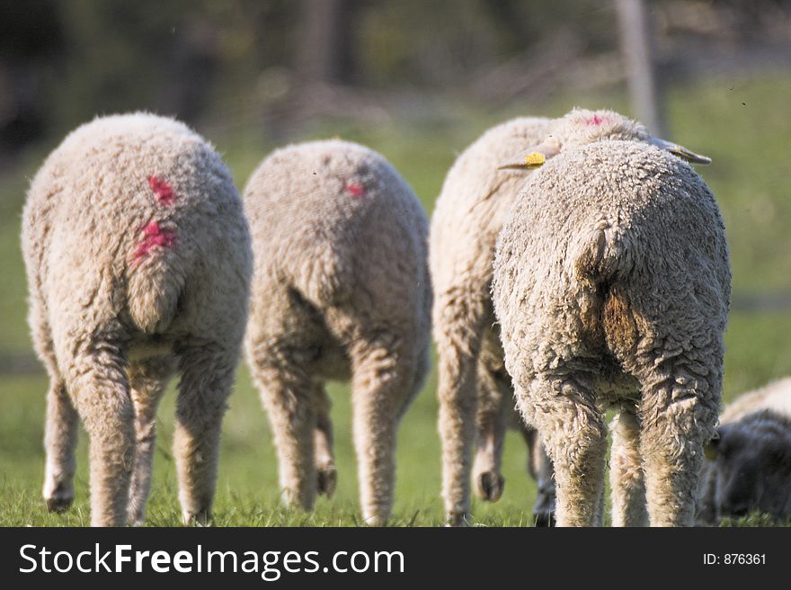Sheep asses :). Sheep asses :)