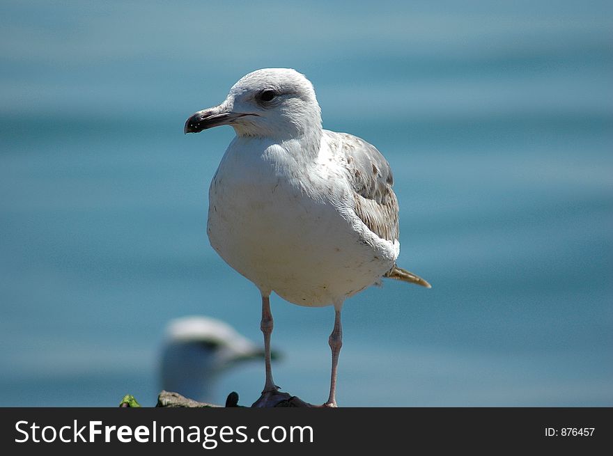 Seagull