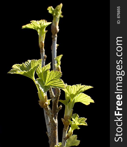 Close up of a black currant branch on the black.