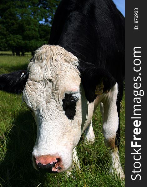 Friesian dairy cow close up. Friesian dairy cow close up