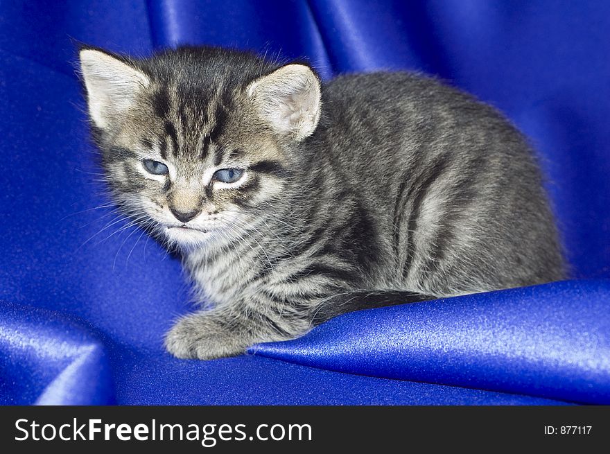 A kitten rests on blue fabric. A kitten rests on blue fabric.