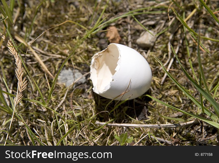 Eggshell from a bird in grass. Eggshell from a bird in grass