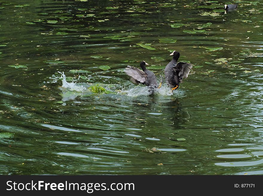 Two duck having a little scrap. Two duck having a little scrap