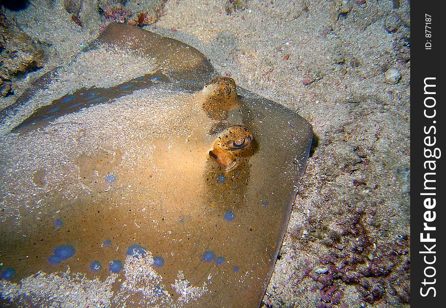 Blue Ray resting on a sandy bottom. Blue Ray resting on a sandy bottom