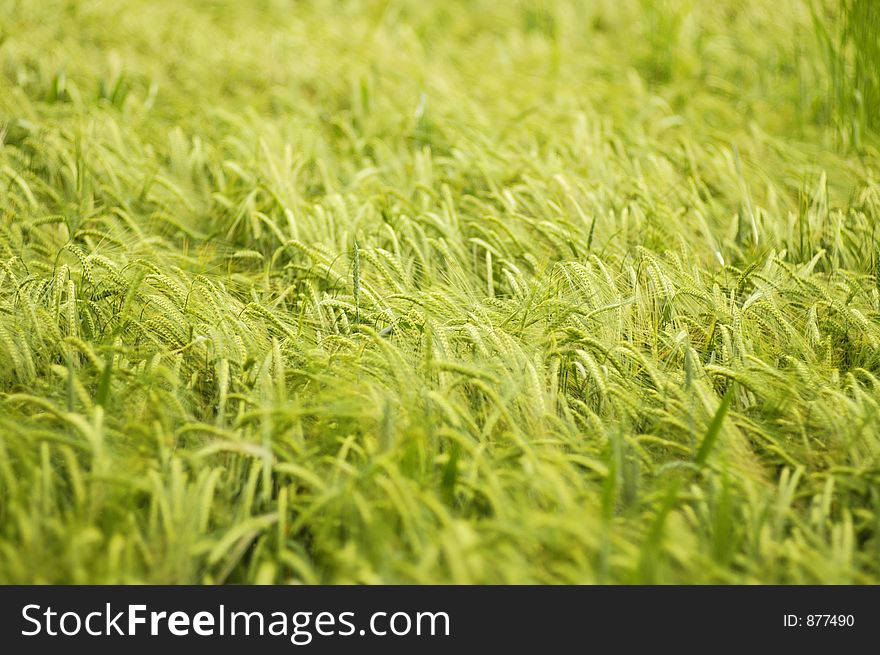 The surface of a barley field with the tips of the stalks gently swaying in the breeze. The surface of a barley field with the tips of the stalks gently swaying in the breeze