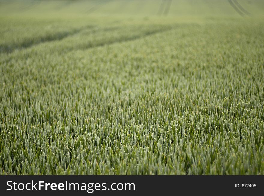 A field of summer wheat matures in the sunshine. A field of summer wheat matures in the sunshine