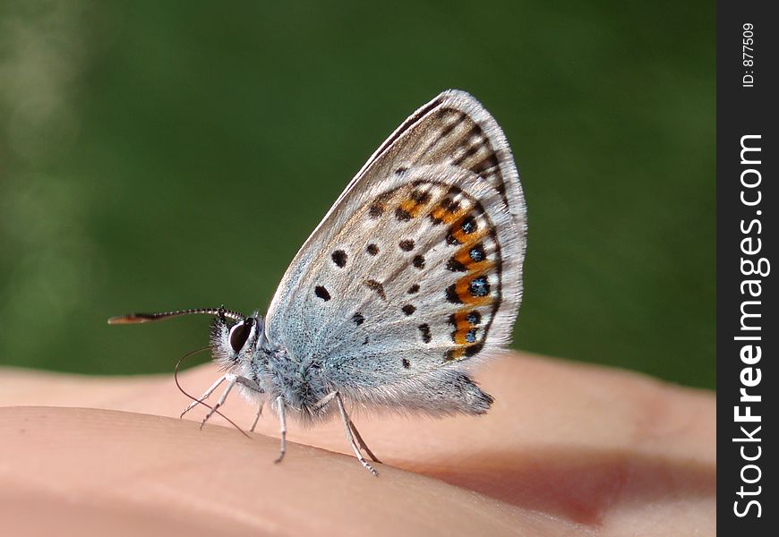 Butterfly On My Hand