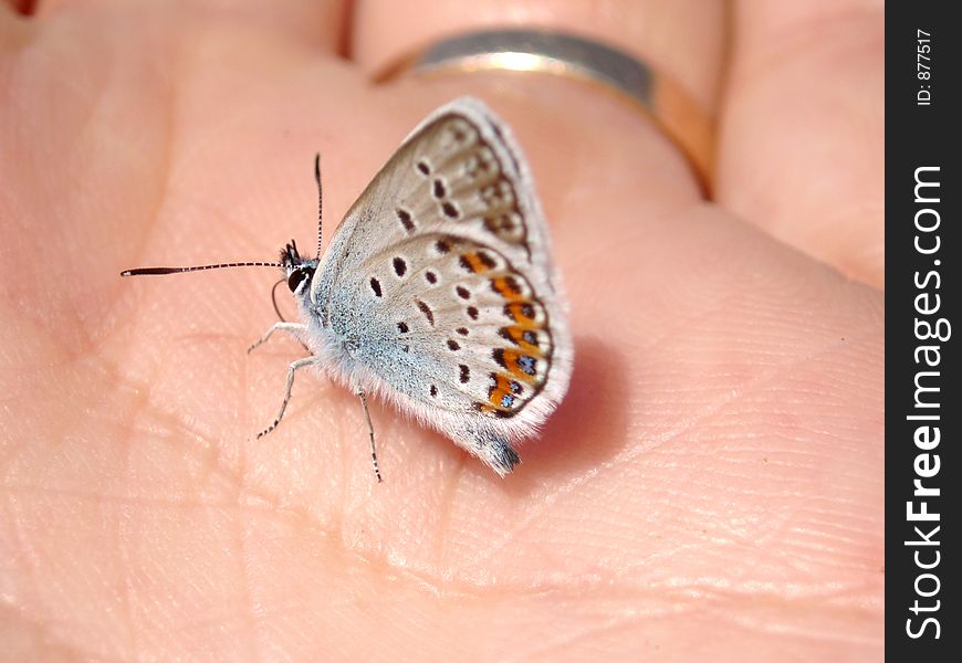 Butterfly On Hand