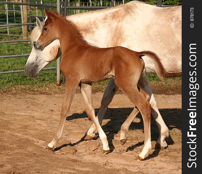 Arabian colt walking beside his mother. Arabian colt walking beside his mother