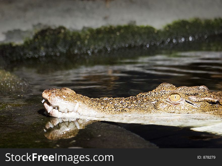 Izzy the Alligator - photographed at the National Aquarium of New Zealand. Izzy the Alligator - photographed at the National Aquarium of New Zealand