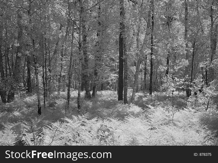 A forest with ferns in infrared. A forest with ferns in infrared