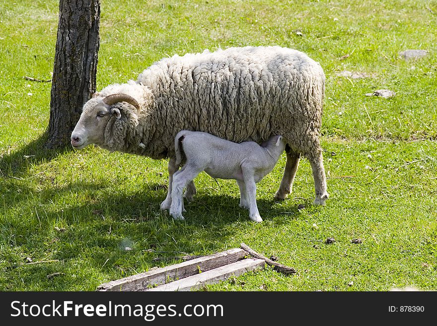 A nursing lamb. A nursing lamb