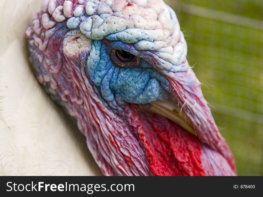 A closeup of a turkey eye. A closeup of a turkey eye