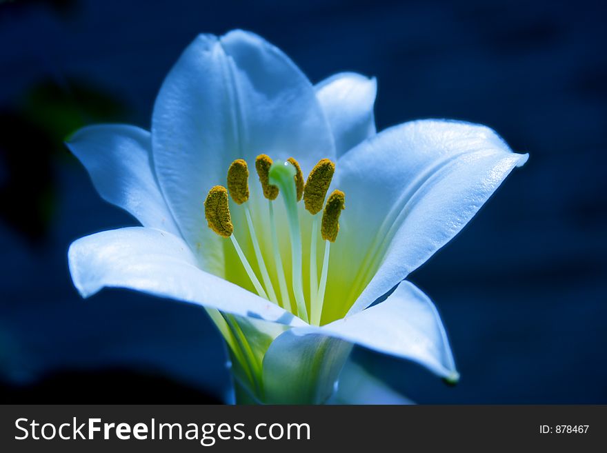 A little lily in my little garden. A little lily in my little garden