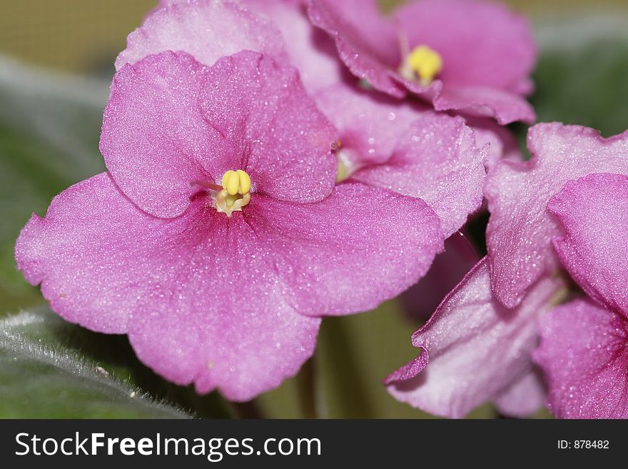 Macro of a group of pink African Violets