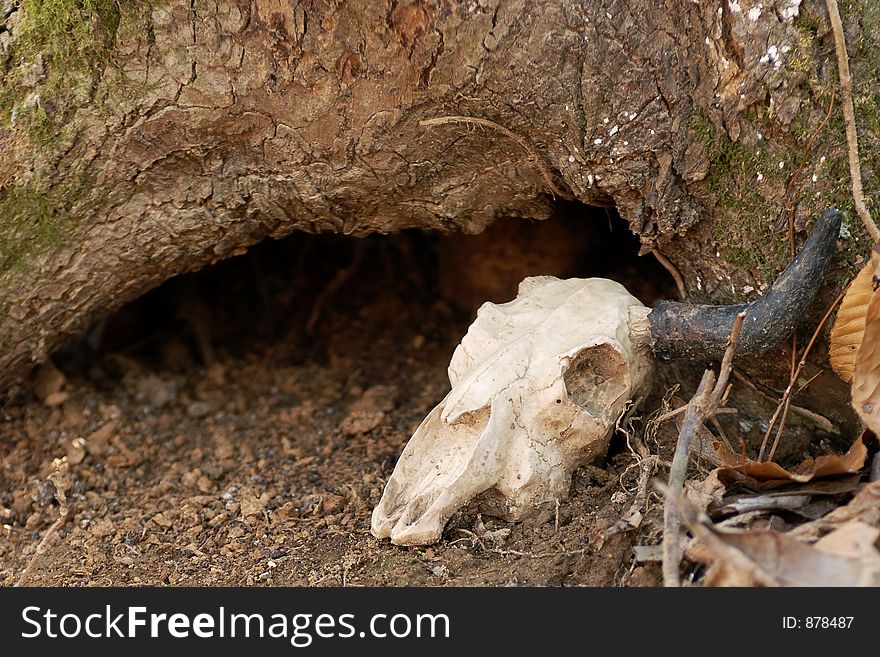 Small animal skull with antler. Small animal skull with antler