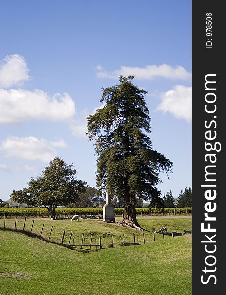 A Macrocarpa tree and chimney in the middle of a vineyard in Havelock North, Hawke's Bay