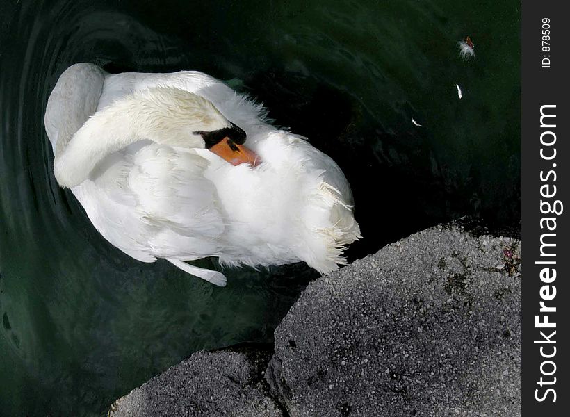 Mute white swan preening with morning light. Mute white swan preening with morning light.