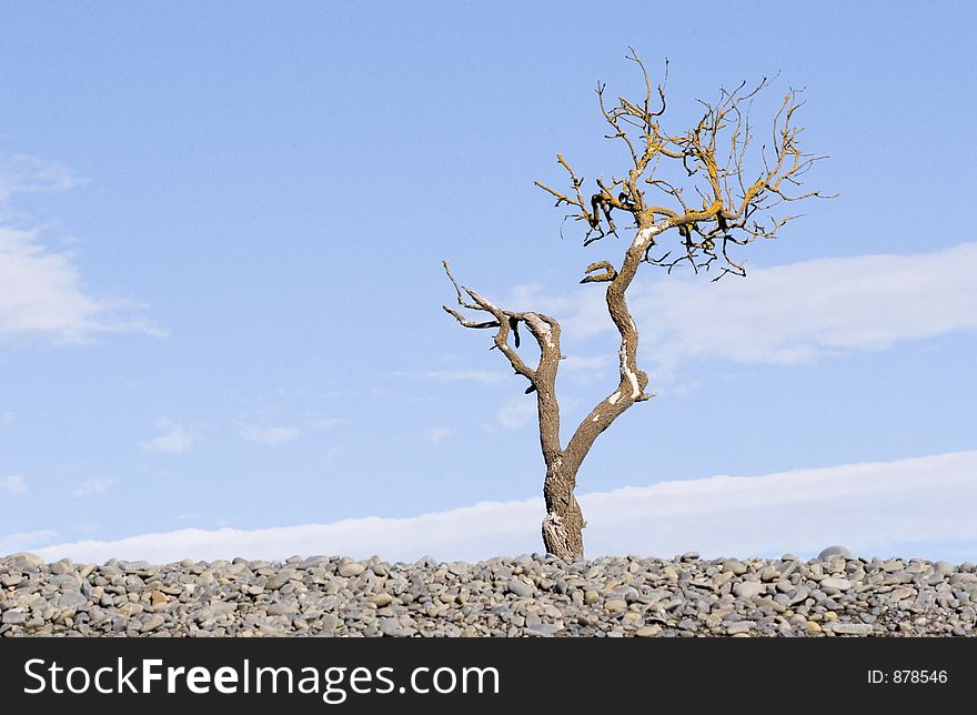 A dead tree on Haumoana Beach, Hawke's Bay, New Zealand. A dead tree on Haumoana Beach, Hawke's Bay, New Zealand