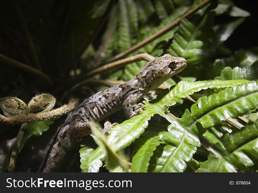 A gecko photographed at the National Aquarium of New Zealand