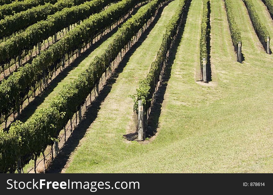 Grapes ready for Harvest, Havelock North, Hawke's Bay. Grapes ready for Harvest, Havelock North, Hawke's Bay