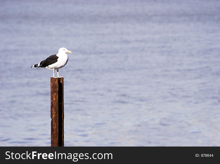 A seagull surveys his domain. A seagull surveys his domain