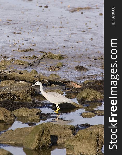 A heron looks for fish in the rock pools - Haumoana, New Zealand. A heron looks for fish in the rock pools - Haumoana, New Zealand