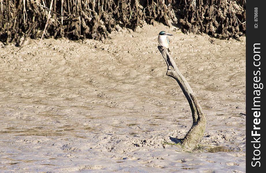 A kingfisher sits on a stick in the mud - Haumoana, New Zealand