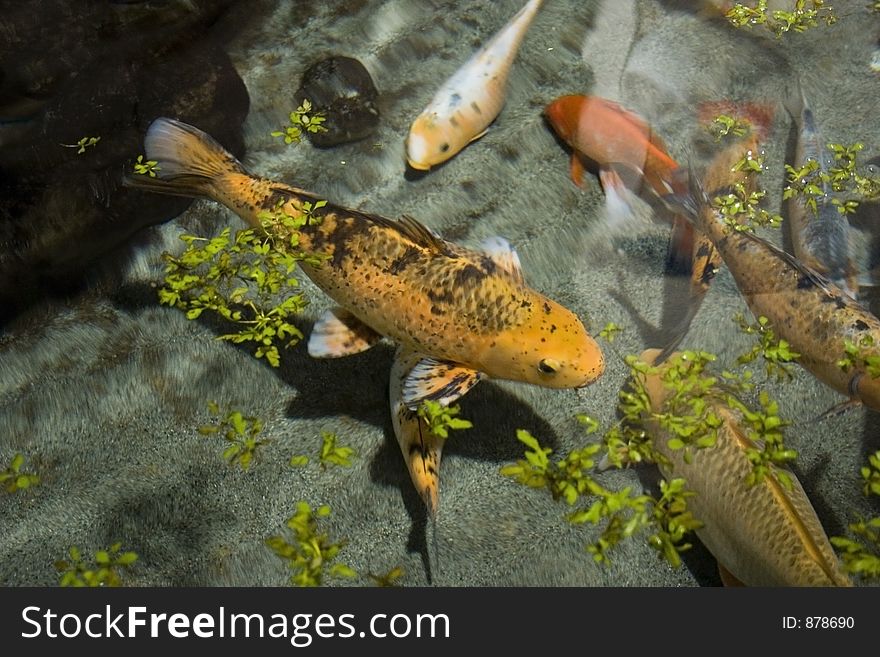 Koi carp photogrpahedat the National Aquarium of New Zealand