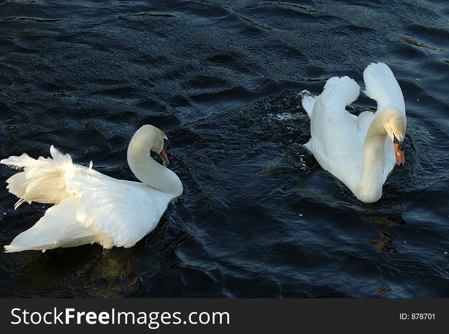 Two white swans photographed from above. Two white swans photographed from above.