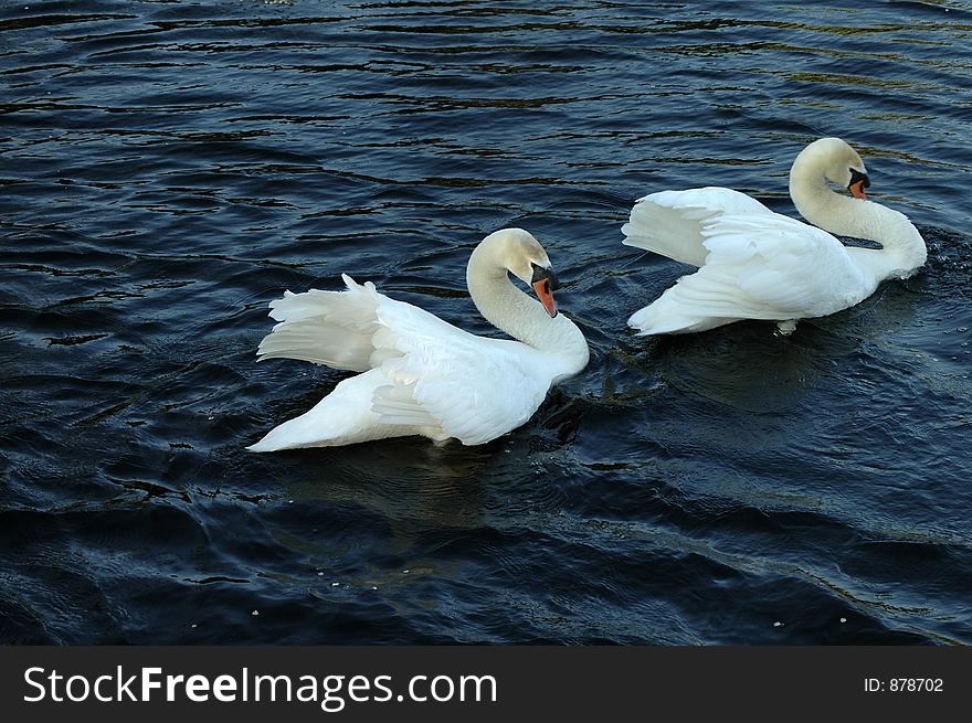 Two swans with necks bowed. One swan is chasing the other. Two swans with necks bowed. One swan is chasing the other.