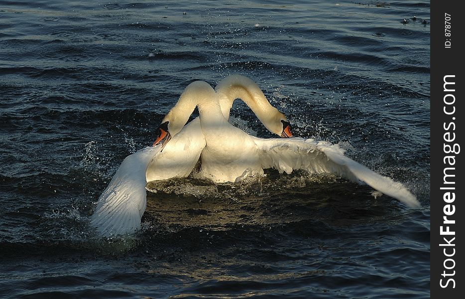 Two swans with necks wrapped around each other in a pre-mating ritual.