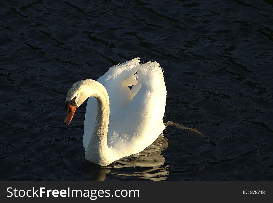 A swan photographed from above. A swan photographed from above.