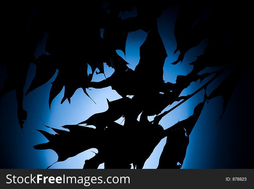 Leaves silhouetted by strong backlighting. Leaves silhouetted by strong backlighting.