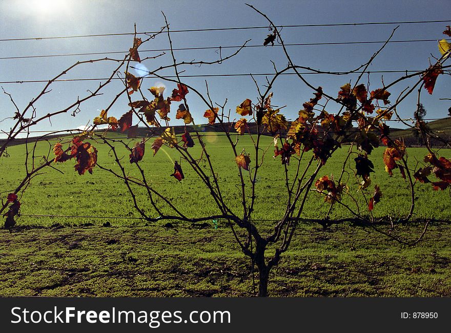 Vines on green hill with lens flare