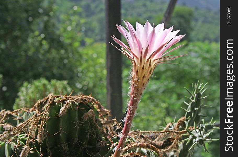 Rare cactus fklower bloom in Indian Himalayan region. Rare cactus fklower bloom in Indian Himalayan region