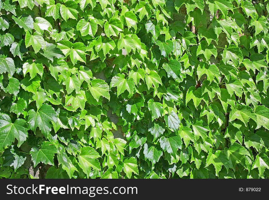Leafy background wall for designers