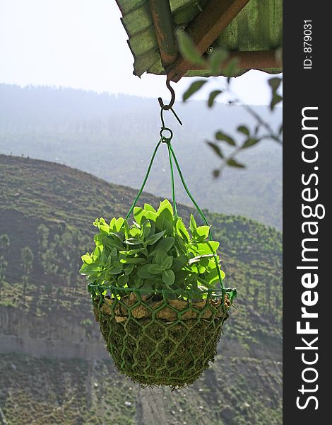 Sunlight Outdoor Hanging plant in hanging outdoor pot with himalayan mountain background , kullu , india. Hanging Garden style. Sunlight Outdoor Hanging plant in hanging outdoor pot with himalayan mountain background , kullu , india. Hanging Garden style