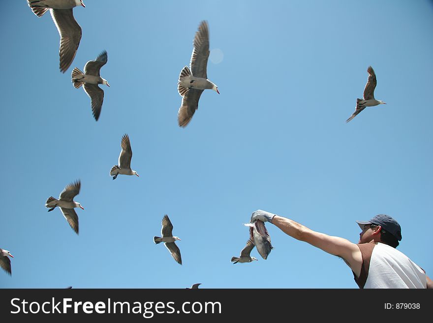 Birds eating. Birds eating