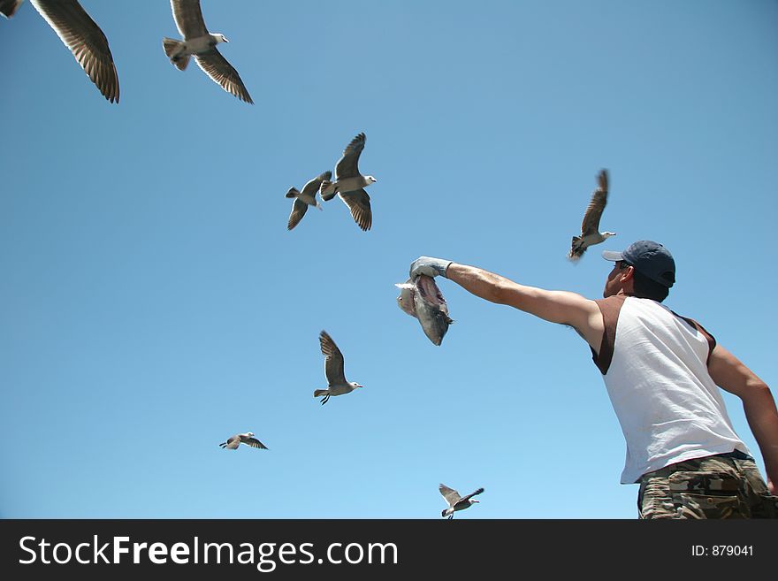 Birds eating. Birds eating