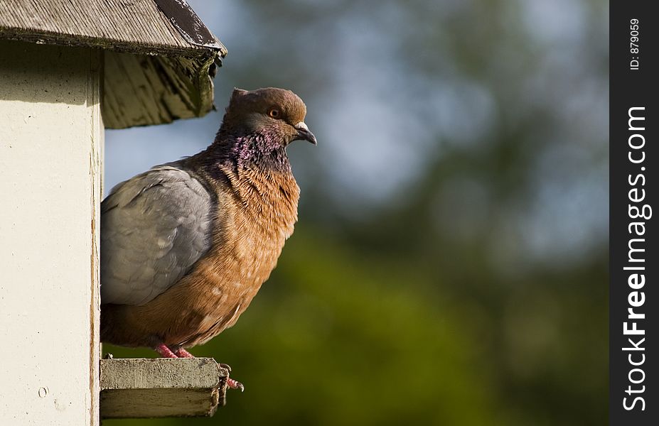 A pigeon rests on a dovecote. Haumoana, Hawke's Bay, New Zealand